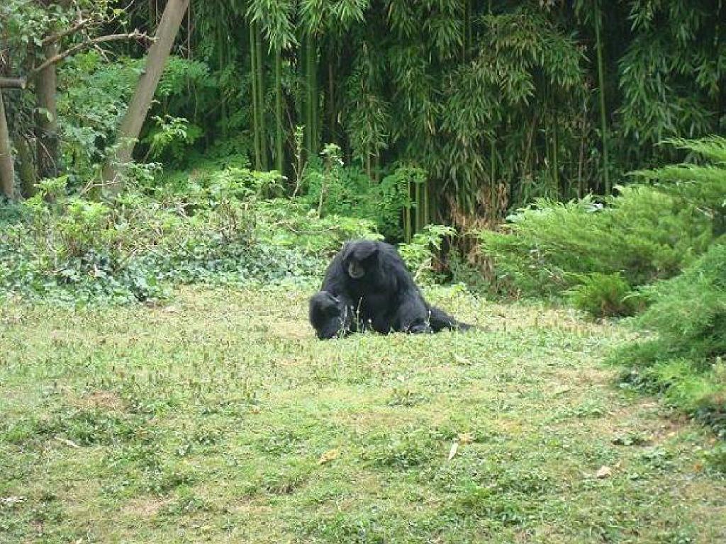 149 BIO PARC DE DOUE LA FONTAINE 3- 2016_000046.jpg